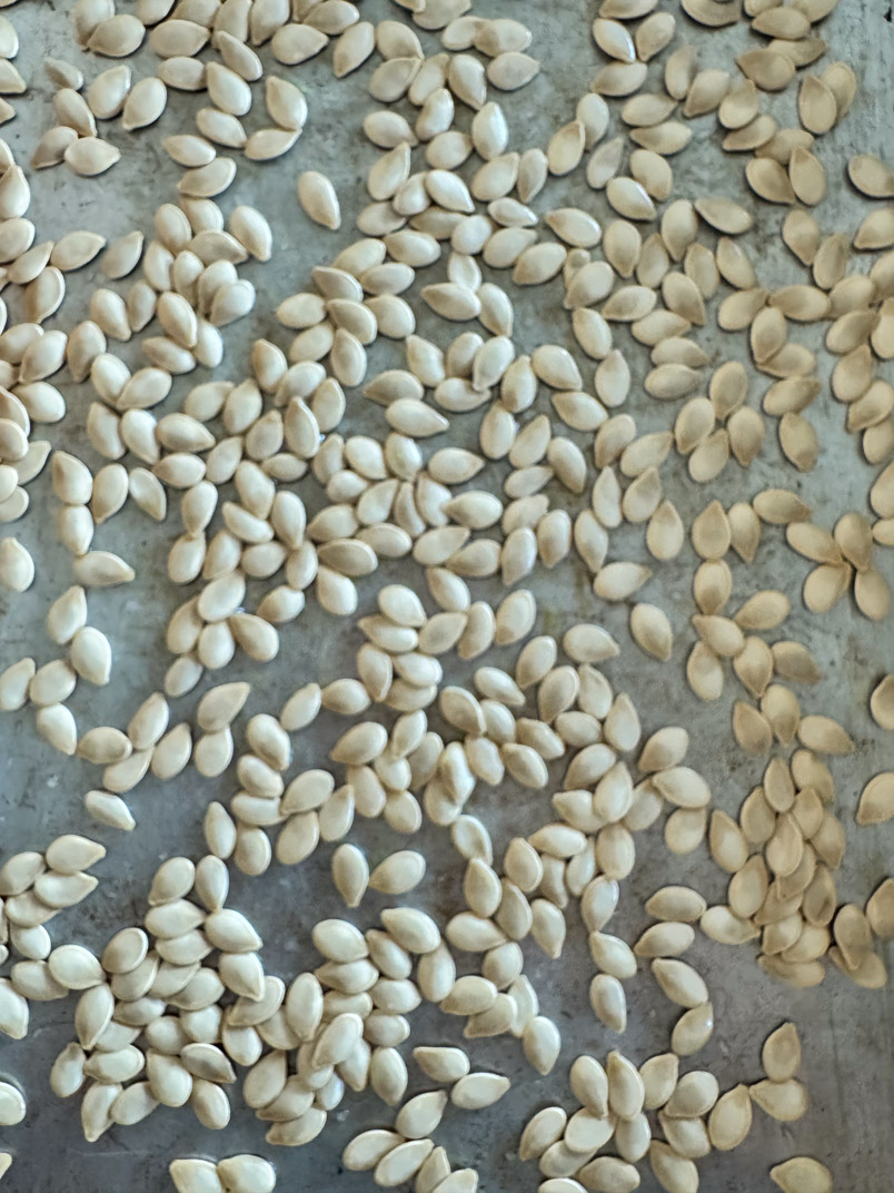 pumpkin seeds on a sheet pan for roasting